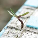 Ideas - Green Leafed Plant on Sand