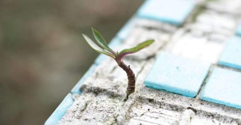 Ideas - Green Leafed Plant on Sand